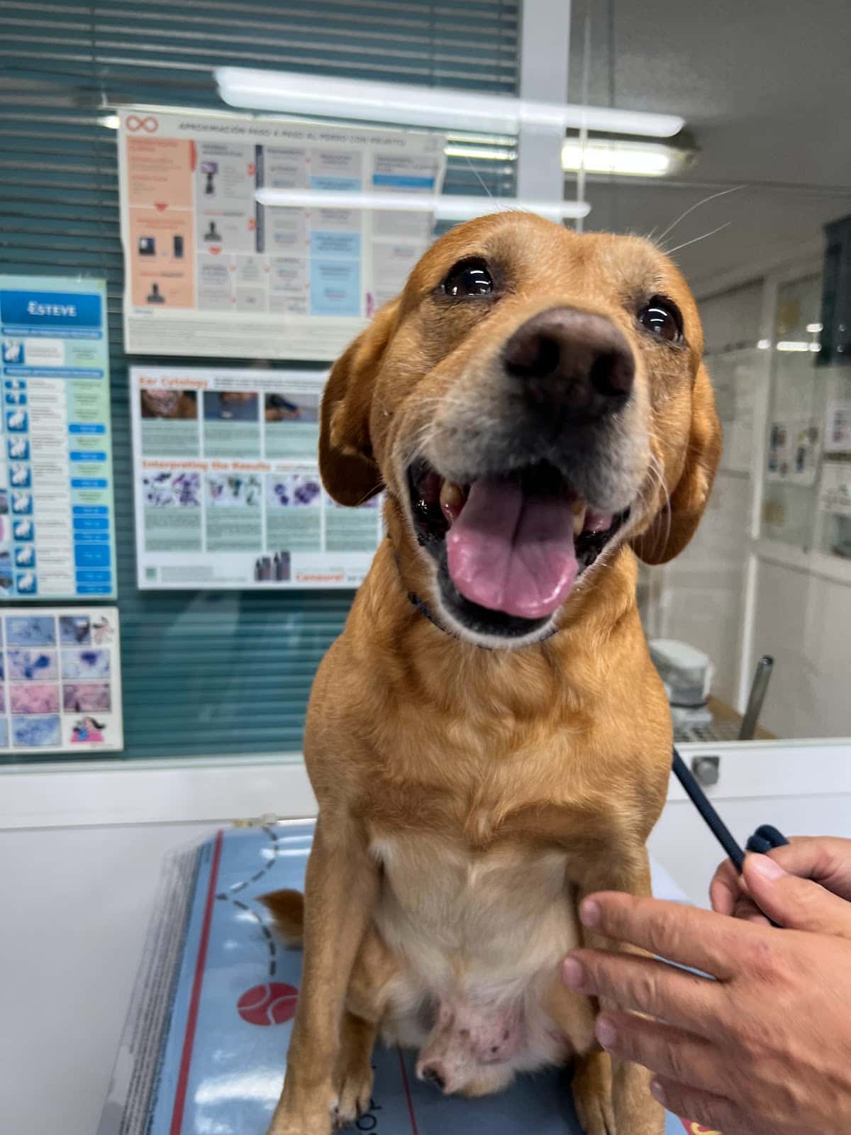 Clínica Veterinaria Althaia 2