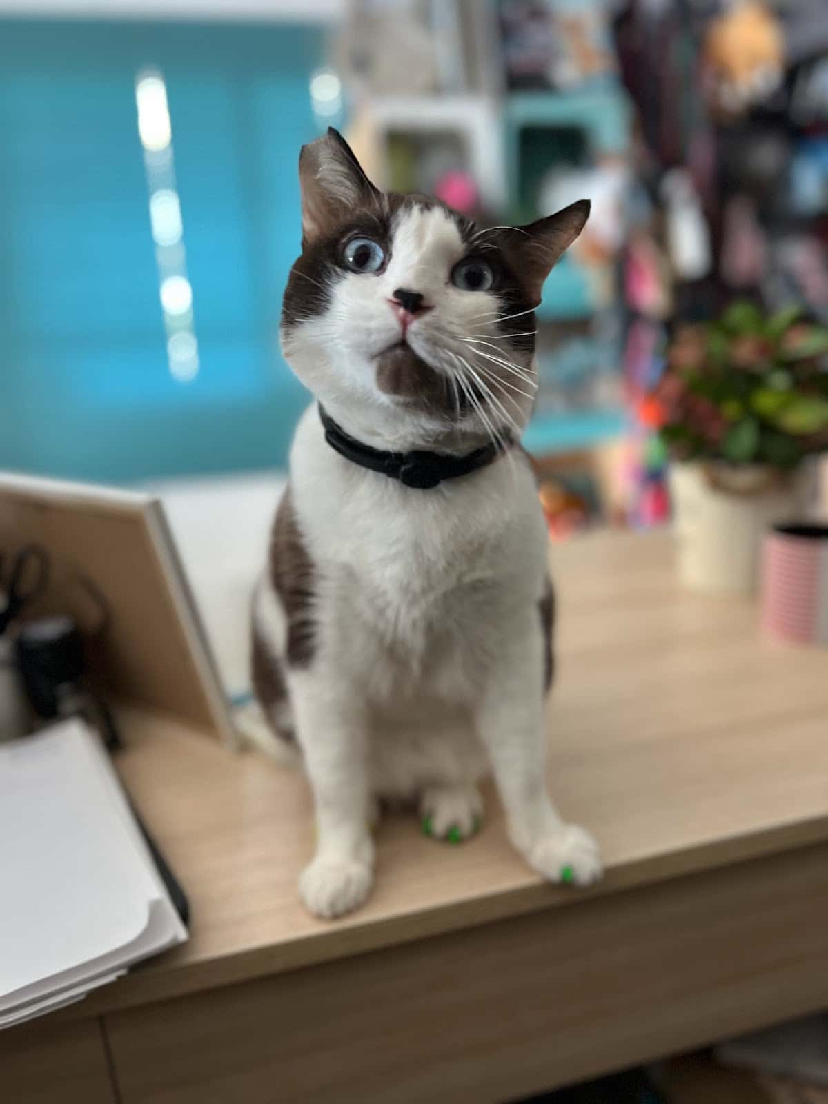Clínica Veterinaria Althaia 3