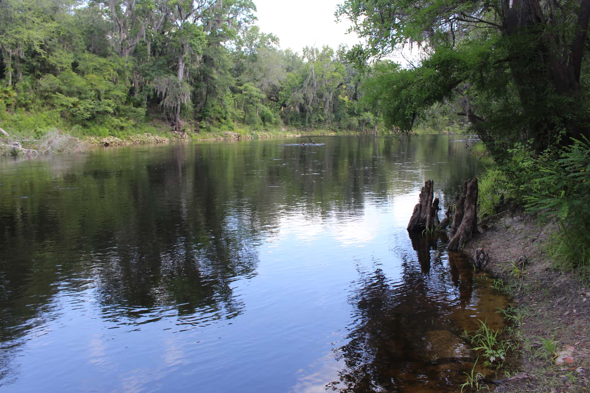 Withlacoochee River 1
