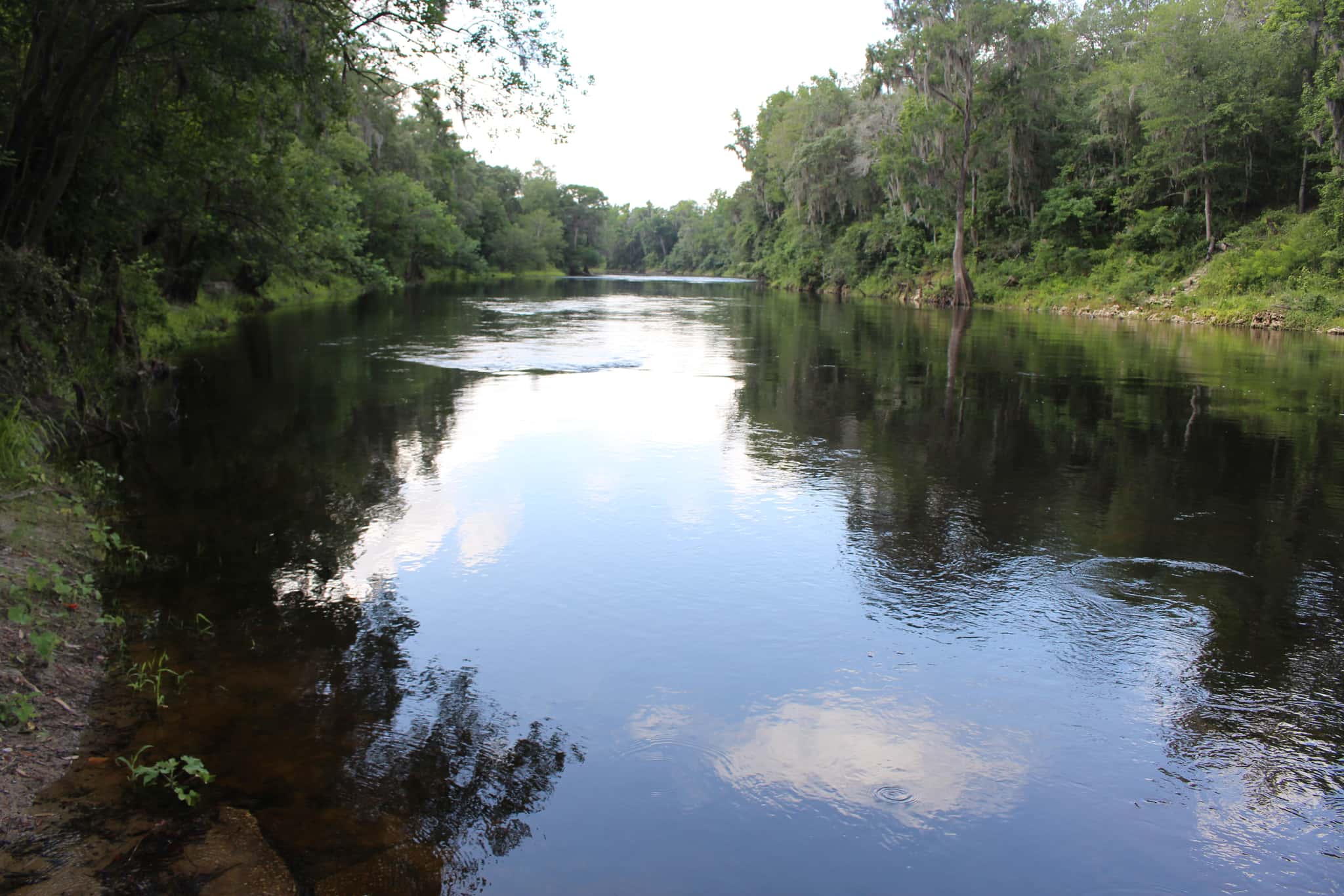 Withlacoochee River 2