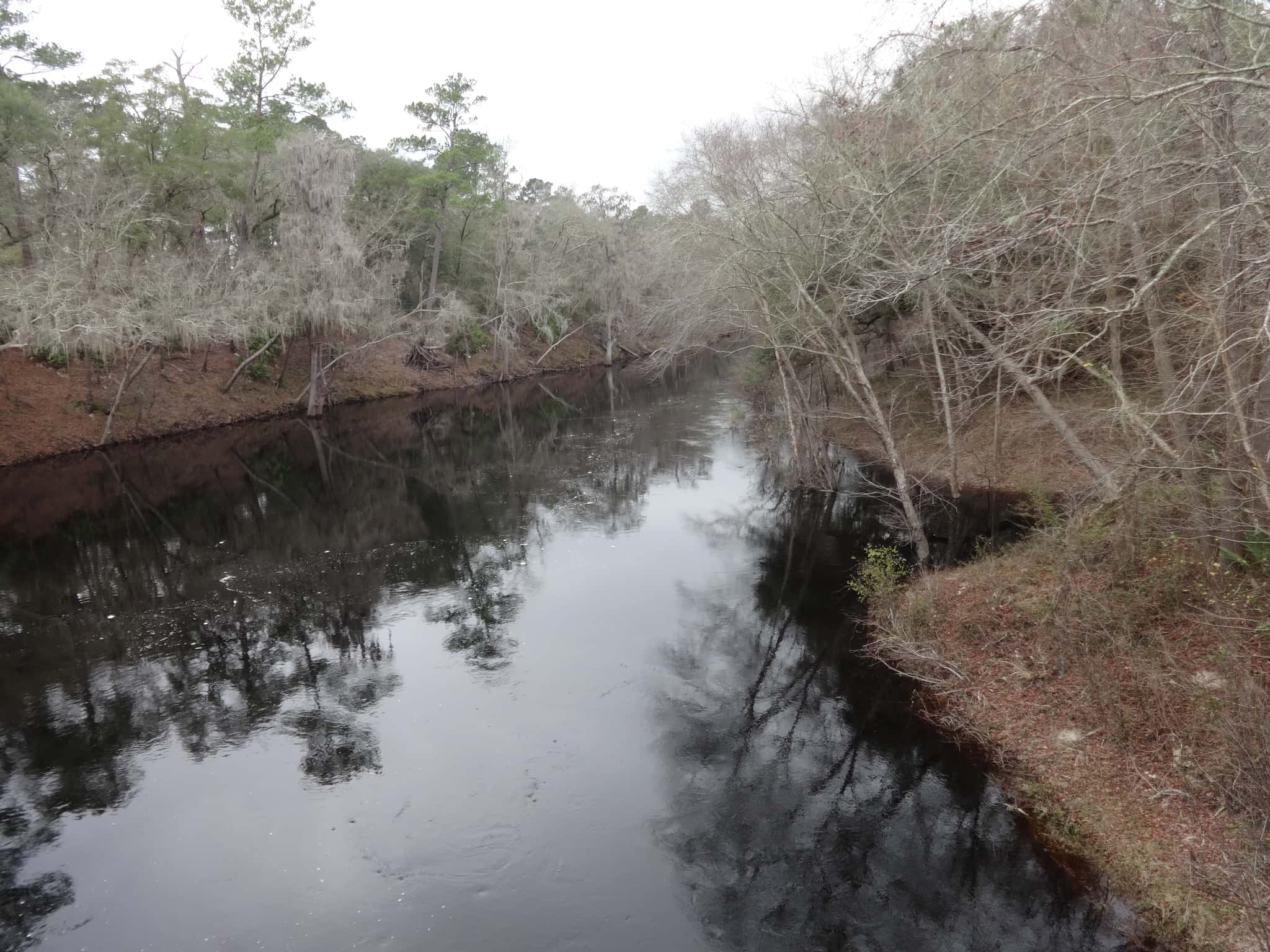 Suwannee River 3