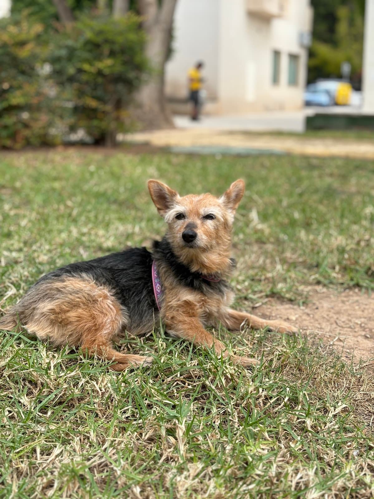 Tierarztpraxis La Pau 2