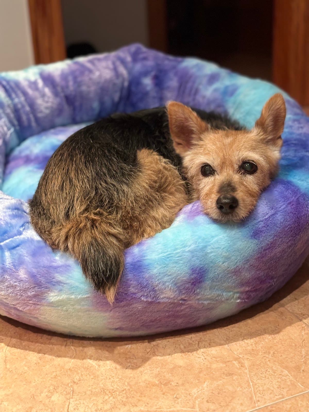 Tierarztpraxis La Pau 3