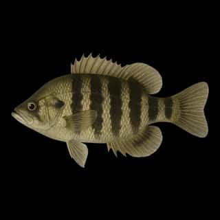 Black Banded Sunfish