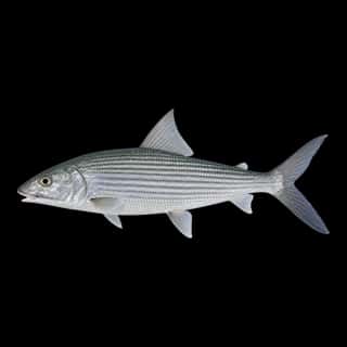 Bonefish