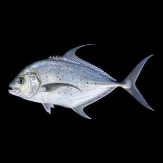 African Pompano