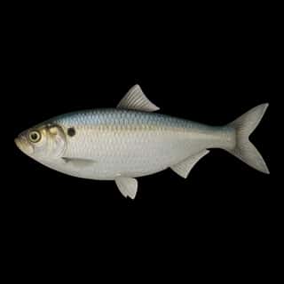 Alewife
