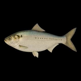 American Shad
