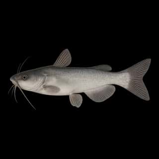 White Catfish