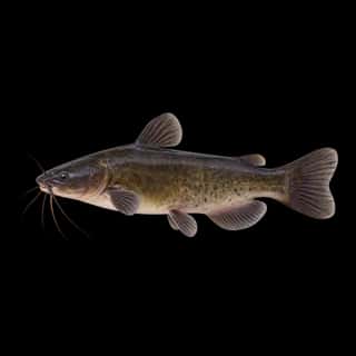 Black Bullhead