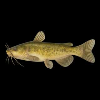 Yellow Bullhead