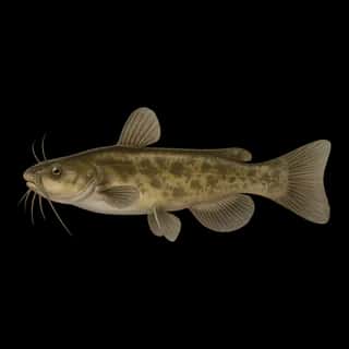 Brown Bullhead