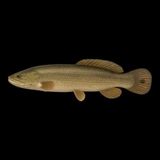 Bowfin