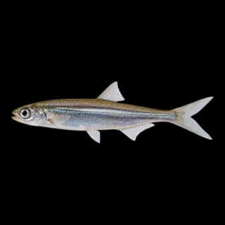 Bay Anchovy