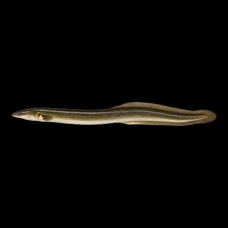 American Eel