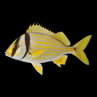 Porkfish