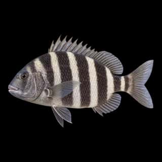 Sheepshead