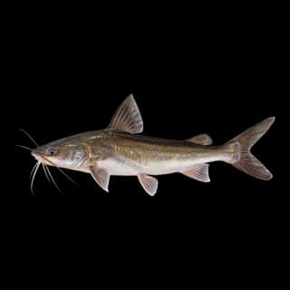 Hardhead Catfish