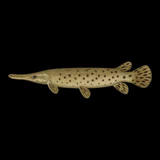 Alligator Gar