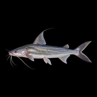 Gafftopsail Catfish