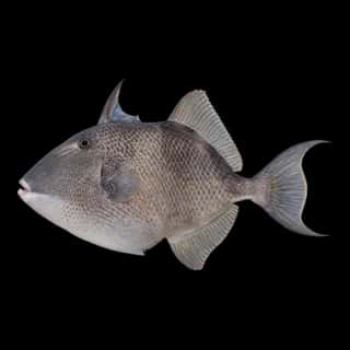Gray Triggerfish