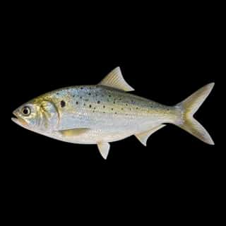 Gulf Menhaden