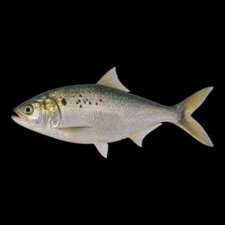 Atlantic Menhaden