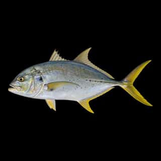 Crevalle Jack