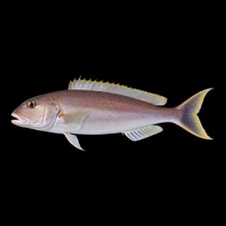 Anchor Tilefish