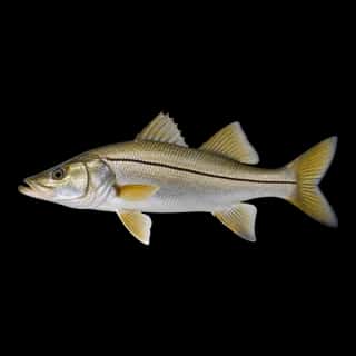 Fat Snook