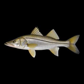 Tarpon Snook