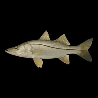 Common Snook