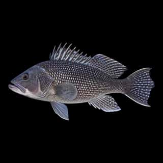 Black Sea Bass