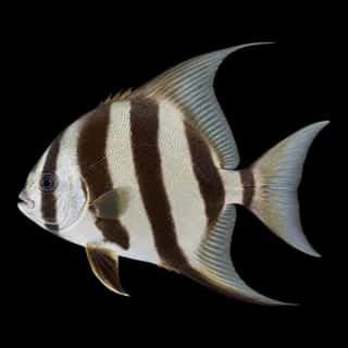 Atlantic Spadefish