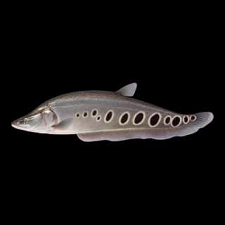 Clown Knifefish