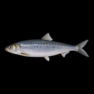 Atlantic Herring