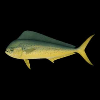 Mahi Mahi