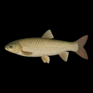 Grass Carp