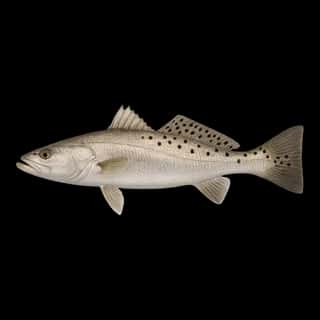 Spotted Seatrout
