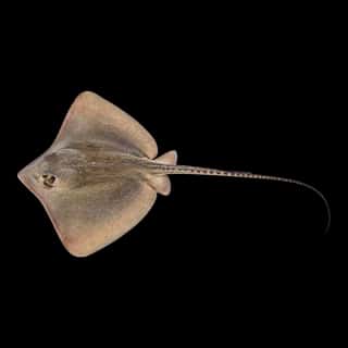 Atlantic Stingray