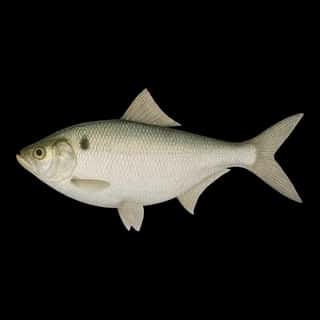 Gizzard Shad