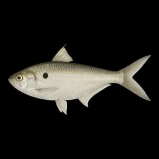 Threadfin Shad