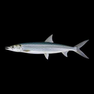 Ladyfish