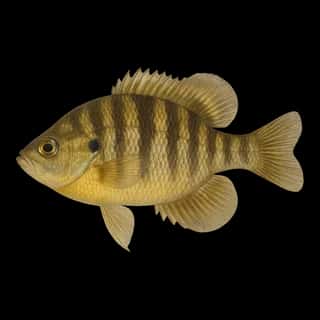 Banded Sunfish