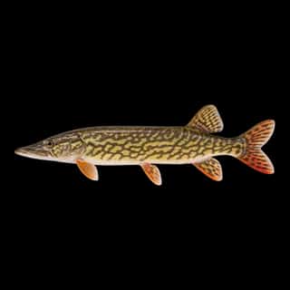 Redfin Pickerel