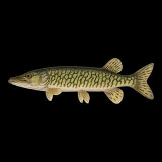 Chain Pickerel