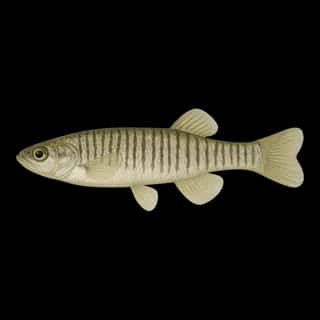 Banded Killifish