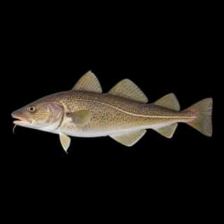 Atlantic Cod