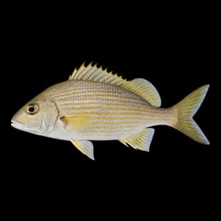 White Grunt