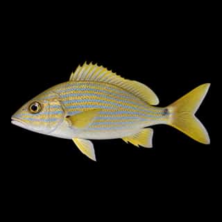 Bluestriped Grunt